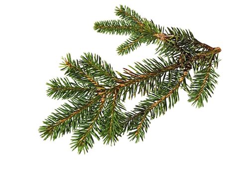 Premium Photo Pine Branch Isolated On White