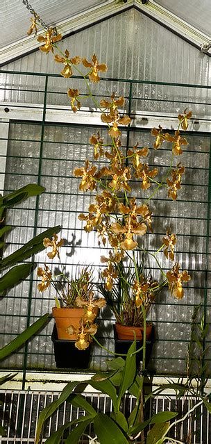 Gomesa Imperatoris Maximiliani Oncidium Crispum Eerika Schulz Flickr