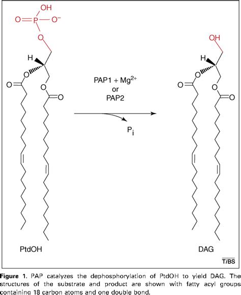 Figure From Roles Of Phosphatidate Phosphatase Enzymes In Lipid