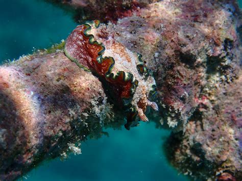 Nudibranch Creature Feature