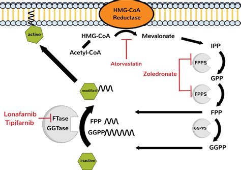 Prenyltransferase Gene Expression Reveals An Essential Role Of