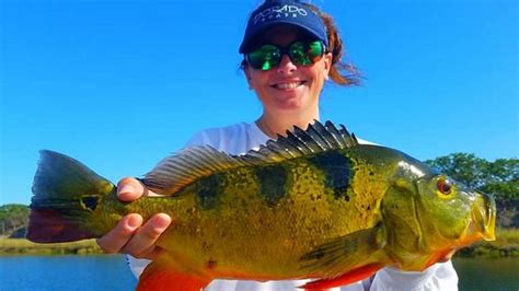 Best Rated Florida Peacock Bass Fishing Guides In South Fla