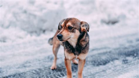 Ce chien découvre la neige pour la première fois 10 9M d internautes