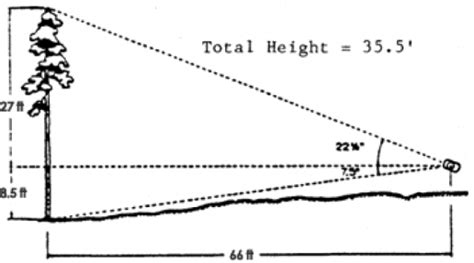 Measuring Tree Height Using A Clinometer Nri Grazing Land