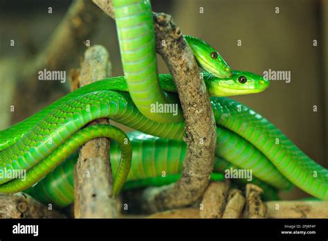 Common Mamba Narrow Headed Mamba Common Mambas Narrow Headed Mambas