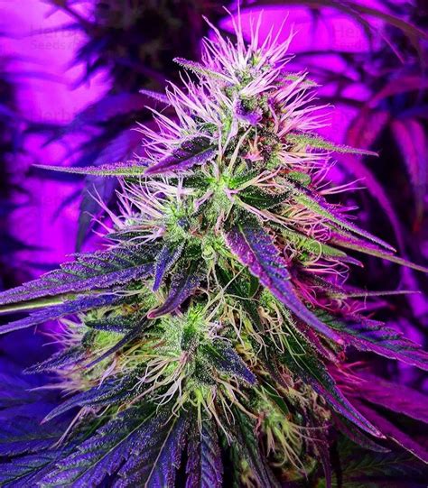 Buy Royal Gorilla Feminized Seeds By Royal Queen Seeds Herbies Seeds