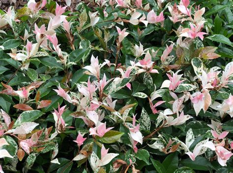 Trachelospermum Star Jasmine Plants In A Box