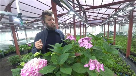 Гортензии Эндлесс саммер ор-л и Твист шот. Endless summer original ...