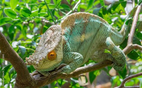 Chameleon in Madagascar, green chameleons animal wildlife, wild animals ...