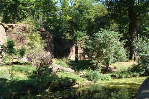 Lion Exhibit Zoochat