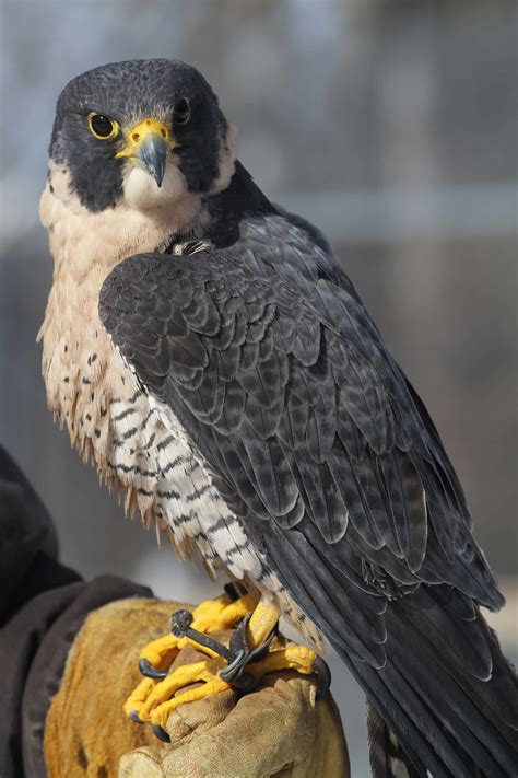 Download Falcon Pictures | Wallpapers.com