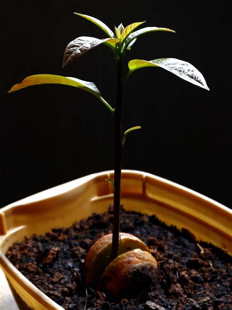 How To Grow Avocado Indoors For Fresh Homegrown Fruit Guide