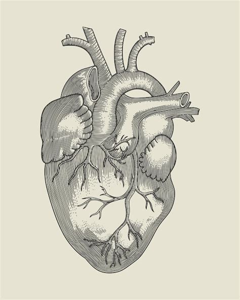 Premium Vector Human Heart Anatomy Vintage Engraving Vector Illustration