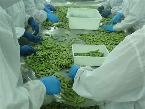 IQF Edamame In Pods