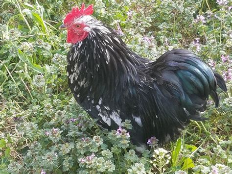 Falcor Mottled Bantam Cochin Rooster Months Old Bantam Rooster