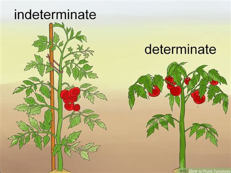 Determinate vs. Indeterminate - The Daily Garden