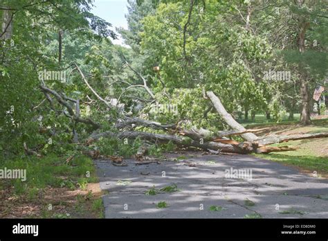 A Road Is Blocked By A Large Oak Tree That Has Fallen And Crumbled Across The Road Blocking The