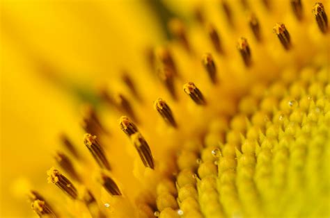 Wallpaper X Px Depth Of Field Macro Nature Plants Pollen