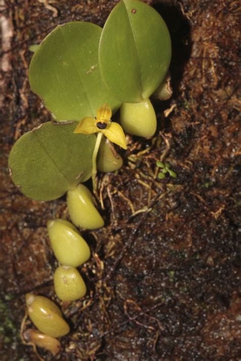 Bulbophyllum Boosii Orchidaceae Image At Phytoimages Siu Edu