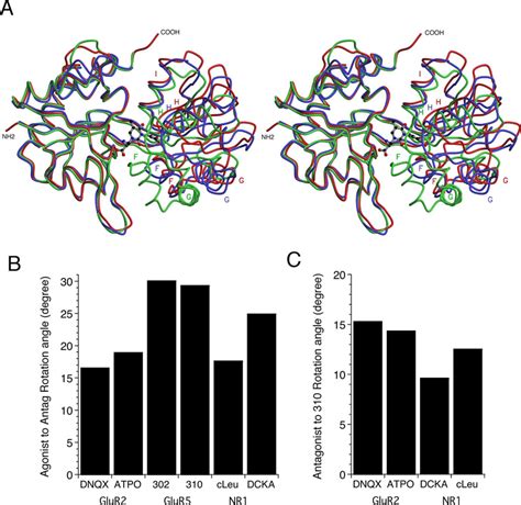 Ligand Induced Domain Closure For Iglur Ligand Binding Cores A