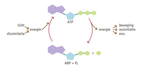 V Thema Stofwisseling In De Cel Schouten Biology