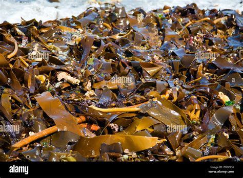 Washed Up Ecklonia Maxima Seaweed Kelp On Beach In Sea Point Cape