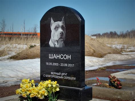 Кладбище домашних животных | Пикабу