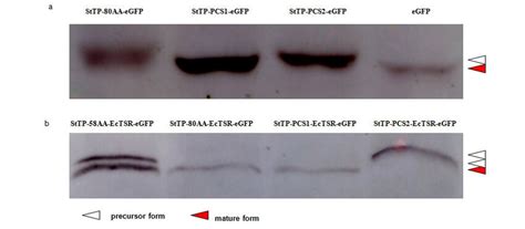 Western Blot Of The Fusion Protein With Self Cleavage Sites StTP