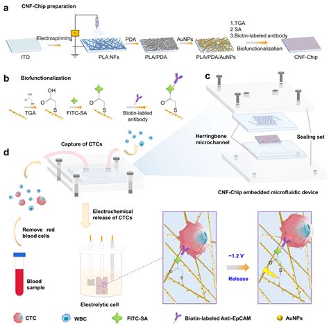 Biosensors Free Full Text Conductive Nanofibers Enhanced