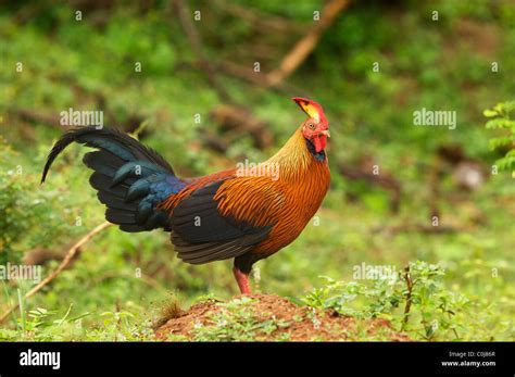 The Junglefowl, the National Bird of Sri Lanka, Yala National Park Sri ...