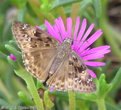 Horace S Duskywing Erynnis Horatius BugGuide Net