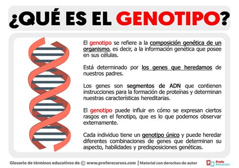 Qué Es El Genotipo Definición De Genotipo