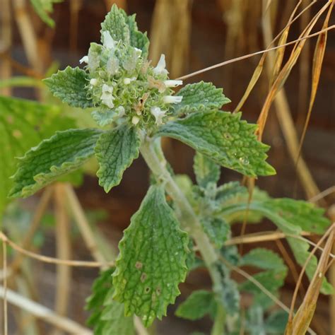 White Horehound (Marrubium vulgare)