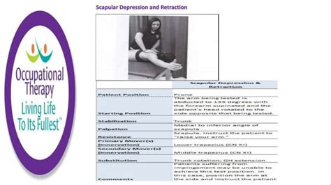 Occupational Therapy Manual Muscle Testing And Grading Ppt