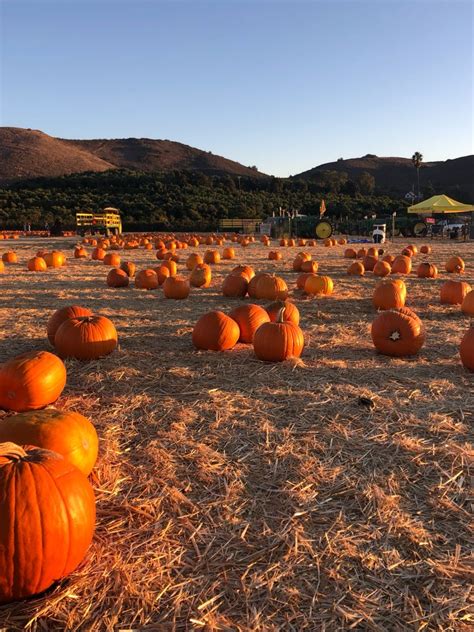 pumpkins #pumpkins #itsfallyall #happyfall #autumn #pumpkinspiceseason ...