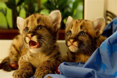 Big cats, Cubs, Glance, HD Wallpaper | Rare Gallery