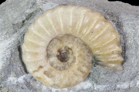 What are agatized fossils? - FossilEra.com