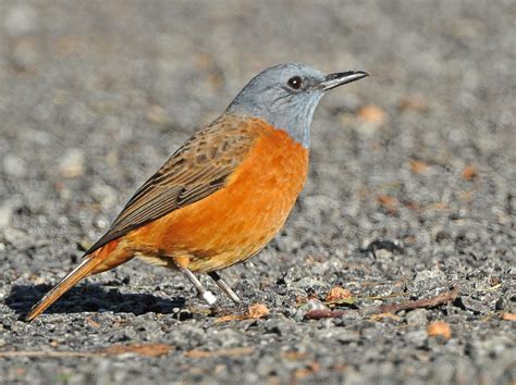 Cape Rock Thrush Holmen Birding Safaris