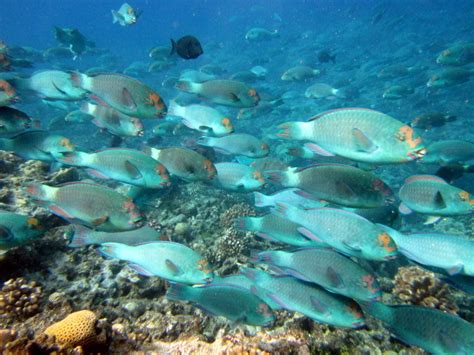 A Better Chance For Resilience” Using Hungry Fish To Conserve Coral