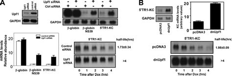 IFRD1 MRNA Instability Is Dependent On UPF1 A HeLa Tet Off Cells Were