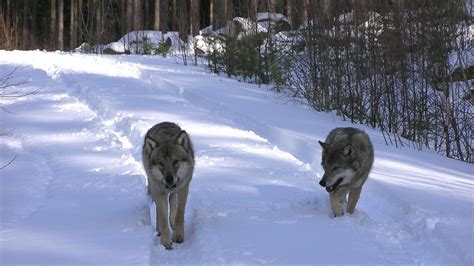 Bbc News Picture Gallery Swedish Wolves Threatened