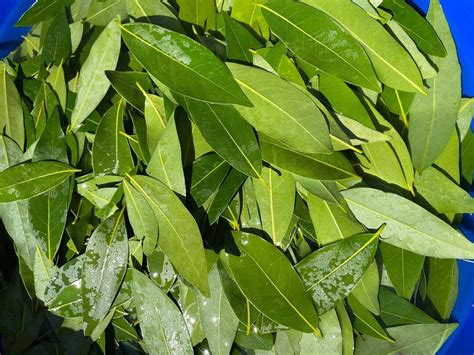 200 Ct. Fresh California Bay Laurel Leaves - Etsy