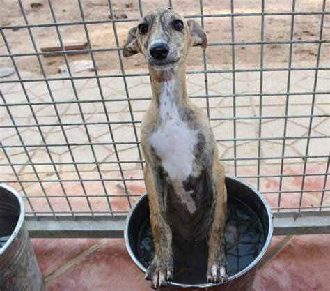 Are Mahratta Greyhound Puppies Lazy