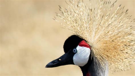 Download Crowned Crane Portrait Wallpaper