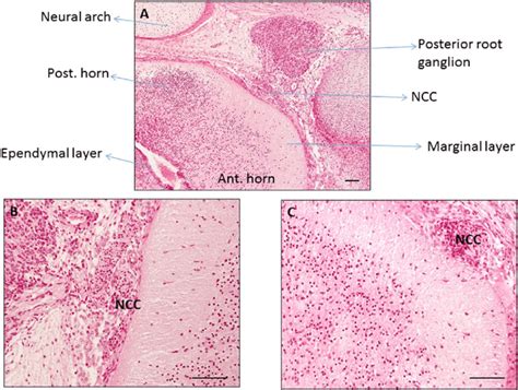 Representative Hematoxylin And Eosin Stained Sections From The Trunk