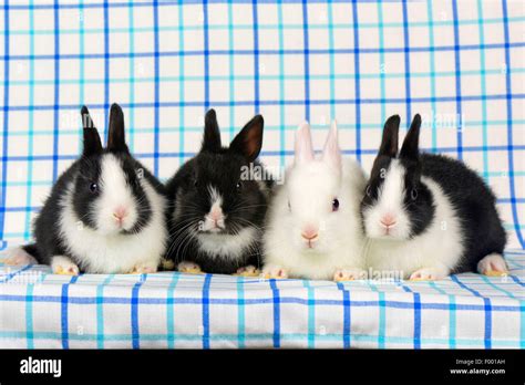 Netherland Dwarf Oryctolagus Cuniculus F Domestica Four Bunnies