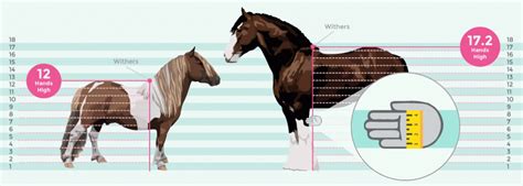 Measure A Horses Height And Weight Allpony