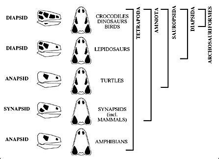 Lecture 8 - Tetrapods