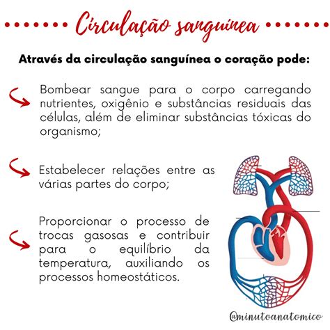 Minuto anatômico 92 Circulação sanguínea Anatomia Fisioterapia