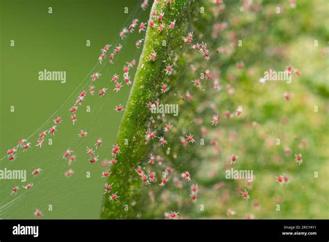 Closeup Red Spider Mite On Silk Webbing Colony Stock Photo Alamy